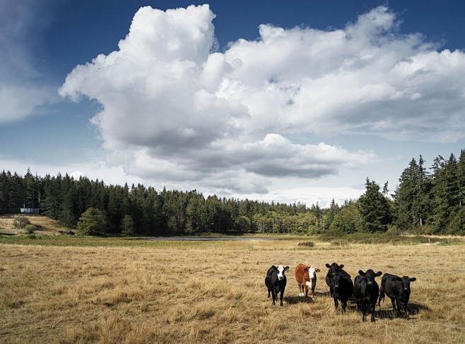 whidbey农场住宅美国mwworks谷德设计网gooood是中国第一影响力与最受