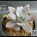整理131种多肉植物图片名字对照（麻烦看完序言再拍砖~谢谢）_多肉吧_百度贴吧