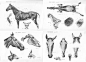 【马的艺用解剖】horse anatomy prints from 1901 and 1776 ​​​​
