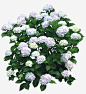 Pin By Ricardo Martinez On Vegetation - White Hydrangea Bush Png, transparent png download