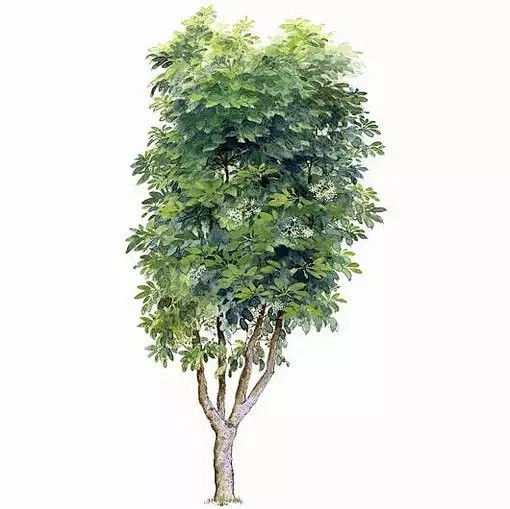 70多种不同树木的画法！