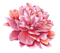 牡丹花png_360图片