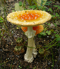 32chenj32采集到蘑菇