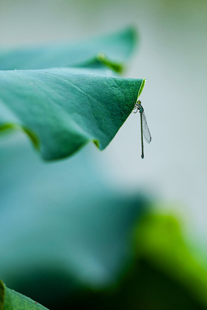 热门雨水摄影作品 - 优秀雨水摄影作品欣...