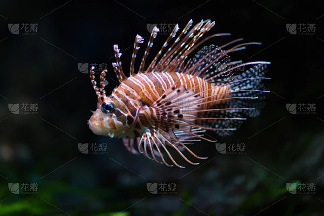 鲉,蓑鲉,水,水下,动物身体部位,鱼胸鳍,野外动物,动物鳍,鲈鱼,礁石-花瓣网