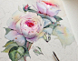 Queen of Sweden rose in watercolor