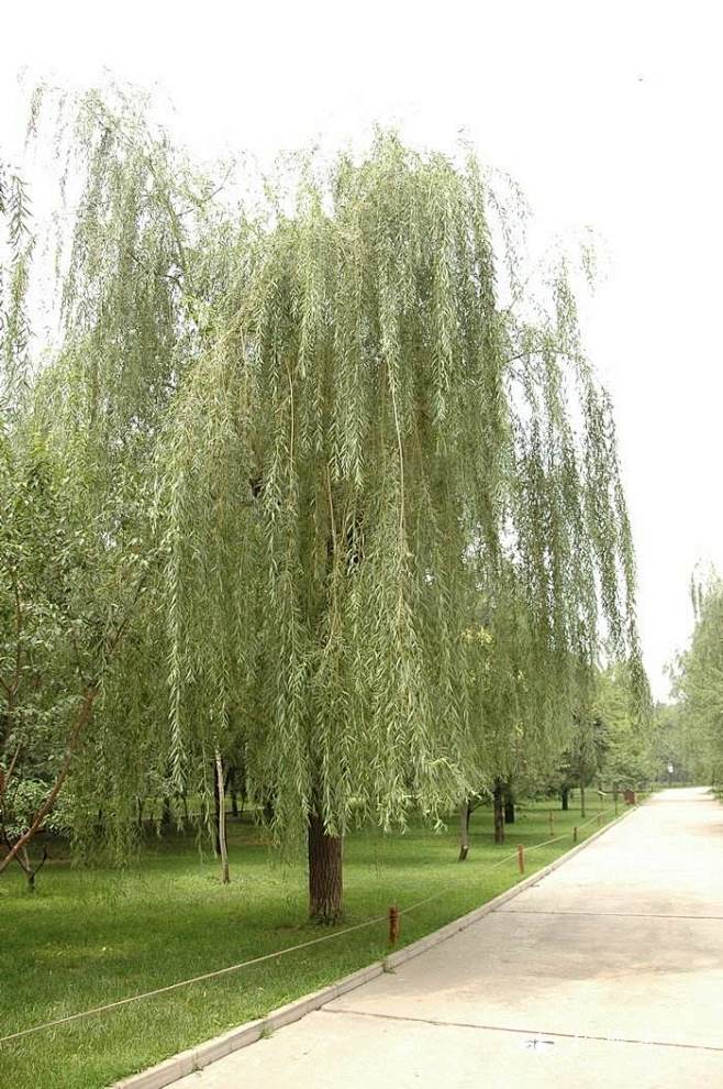 绦柳 Salix matsudana Koidz. f. pendula Schneid.