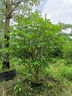 塑料袋米粥采集到植物灌木地被