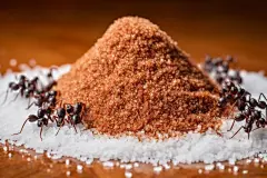 蟑螂元素图片素材