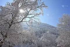 冬天的风景——树木，雪和阳光