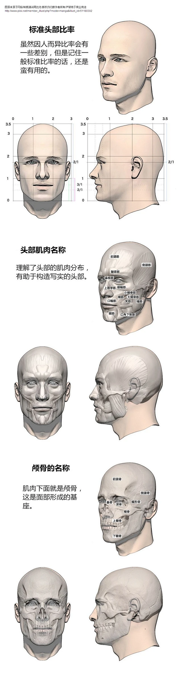 面部肌肉骨骼解剖图-5-花瓣网