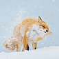 雪地 小狐狸