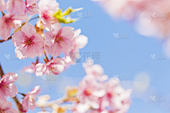 gmy感冒药采集到花