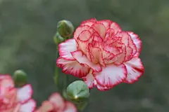 花朵, 花卉壁纸, 桌面壁纸, 自由背景, 全高清壁纸, 鲜花美图, 大自然壁纸