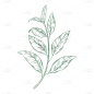 植物系列手绘绿色植物线稿元素（td）