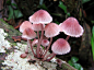 粉嫩的蘑菇~