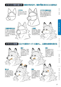 马撸撸采集到动物