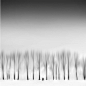 Among the trees