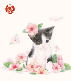 _________夏安朵°采集到喵喵喵猫