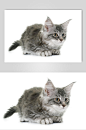 简洁雅观猫咪高清摄影宠物图片-众图网