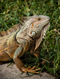11049490455_e40fc02d8a_h.jpg (1216×1600)
