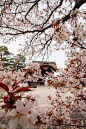 京都府花园
The Kyoto Palace Garden ~  