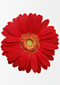 雏菊花朵图片_2094x2950
点击浏览下一张：下一个图集