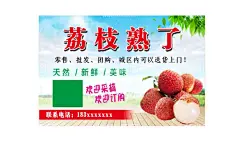 荔枝  - 源文件下载【酷图网】荔枝熟了,荔枝,荔枝园,荔枝海报,广西荔枝,海南荔枝,荔枝采摘