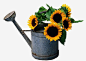 有质感的铁质浇水壶高清素材 太阳花 水壶 浇花 质感 铁质 免抠png 设计图片 免费下载
