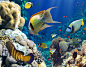 General 3600x2800 animals fish coral underwater