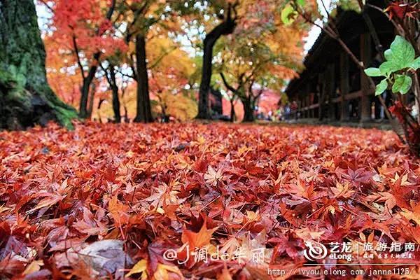 醉美红叶狩 京都赏红叶指南