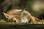 Sweet Dreams.
