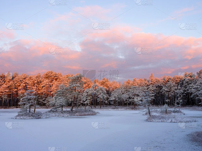 冰封的沼泽湖在一个冬天的傍晚与松树森林覆盖着雪湖附近素材-花瓣网