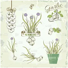 大蒜蔬菜、 药草、 植物、 佳肴复古背景、 包装产品