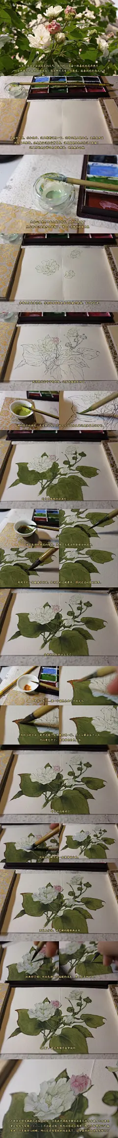 011  的插画 木芙蓉