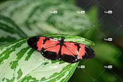 杂交蝴蝶 红黑蝴蝶 4K壁纸1920X1080 免费壁纸 笔记本电脑壁纸