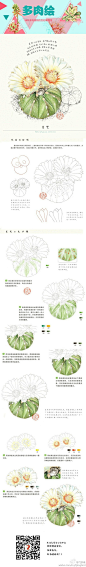 教程 步骤图 彩铅 水彩 多肉

