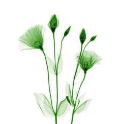 ✎﹍劳资的ღ禁止访问采集到植物素材