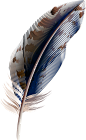 羽毛png