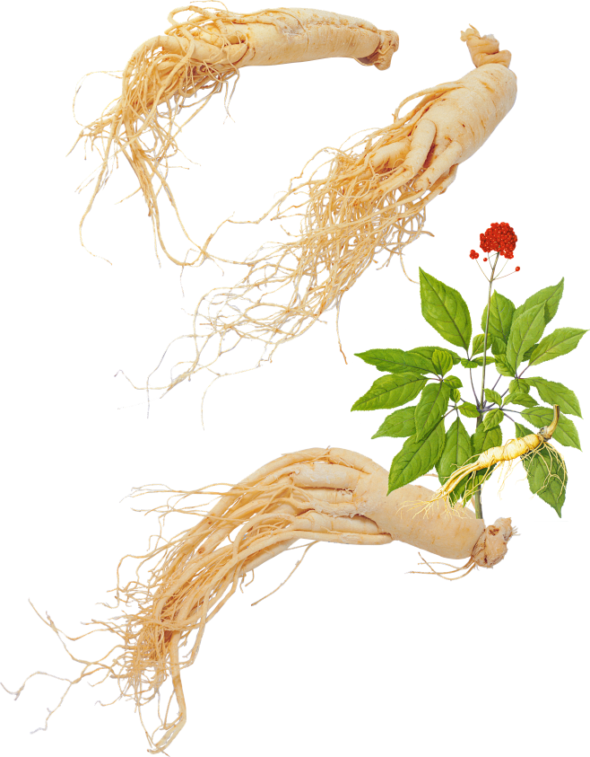 人参图片西洋参中药药材草药png免抠素材.