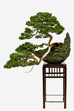 maystacey采集到盆栽