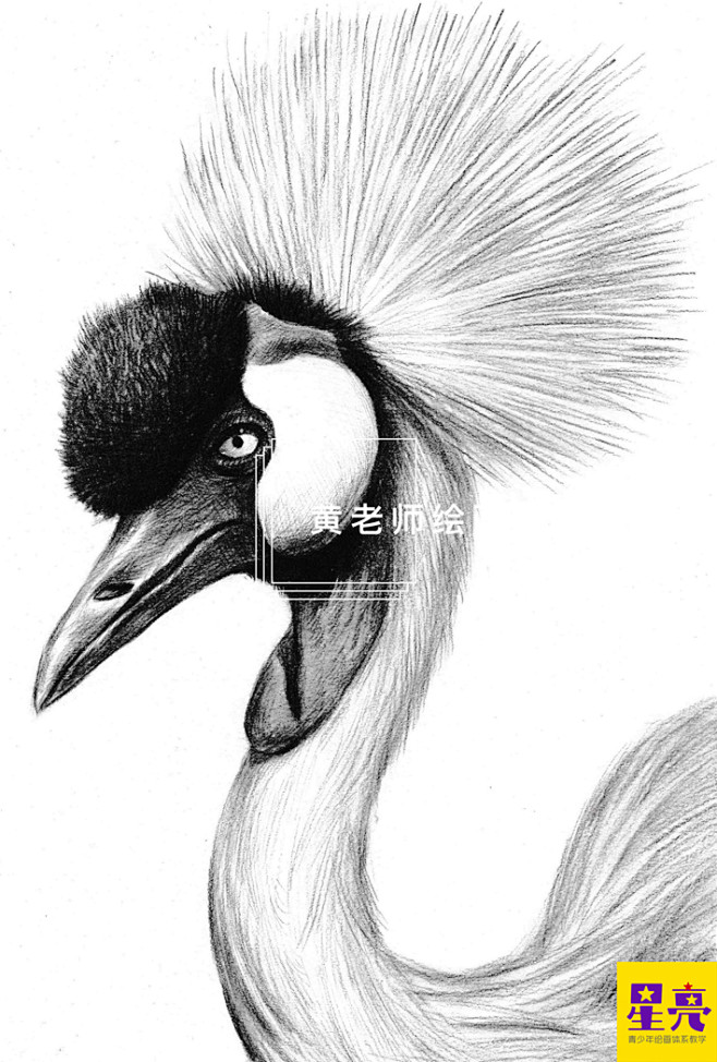 素描动物精品在线课程 微信hxL5921
