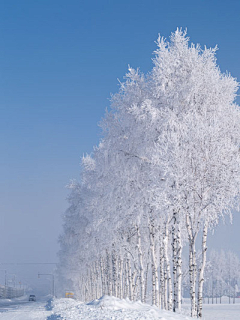 NumenAkon采集到下雪了，不打伞是不是就可以一起走到白首