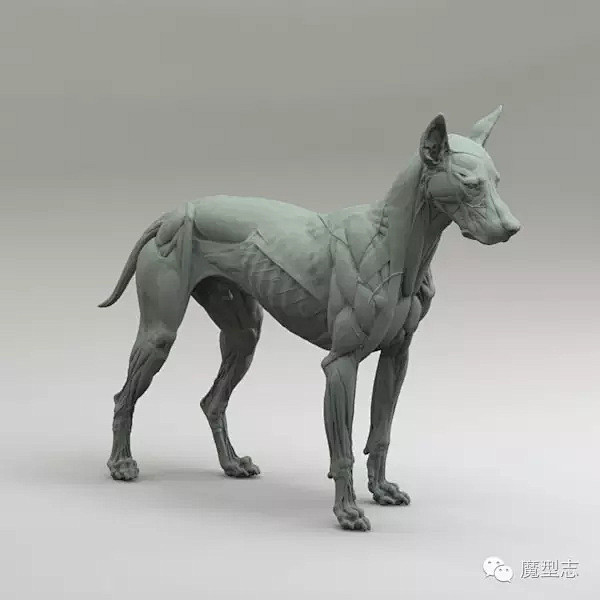 Animal anatomy 动物结构大...