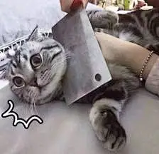 猫咪表情包，已完结－堆糖，美好生活研究所