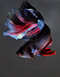 Betta fish