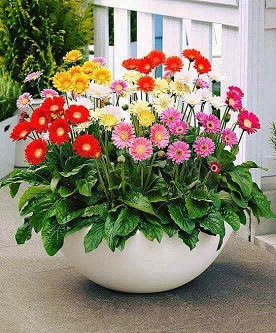 Best flowers for pot...