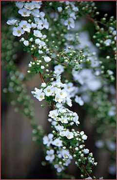 喜晴·W采集到A-碧玉集—花开花落