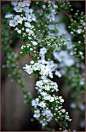 missfairyblossom:

Snow willow
Found on flickr.com
