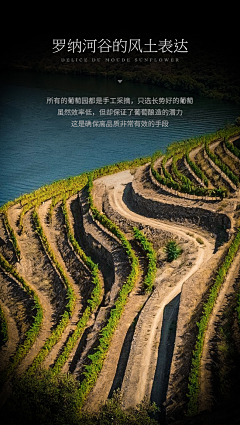 dgkill采集到红酒板块